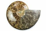 Polished Ammonite (Cleoniceras) Fossil - Madagascar #375990-1